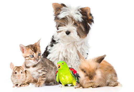 Pet Base