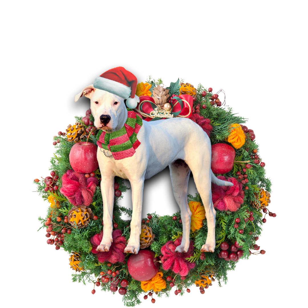 Dogo Argentino Christmas Ornament