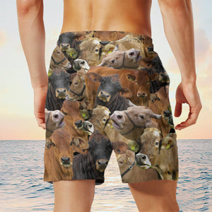 Gelbvieh Herd Shorts