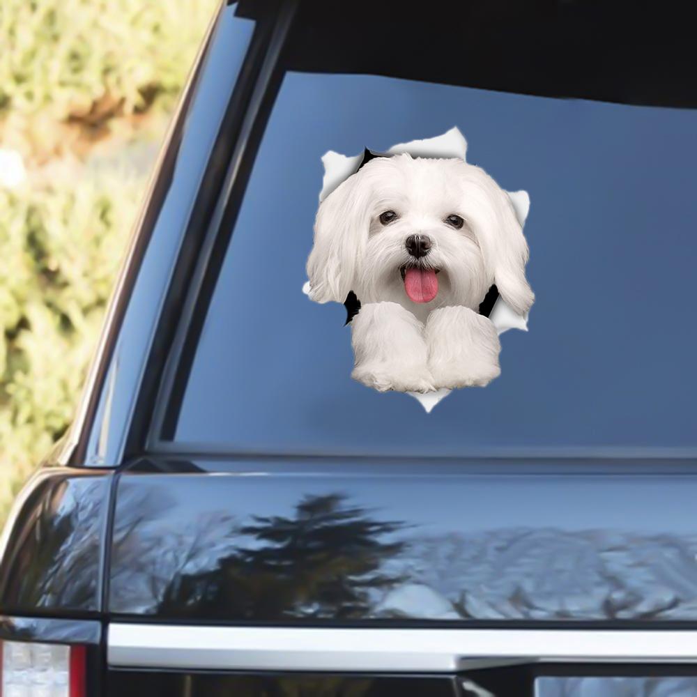 Maltese Out Of The Window Decal