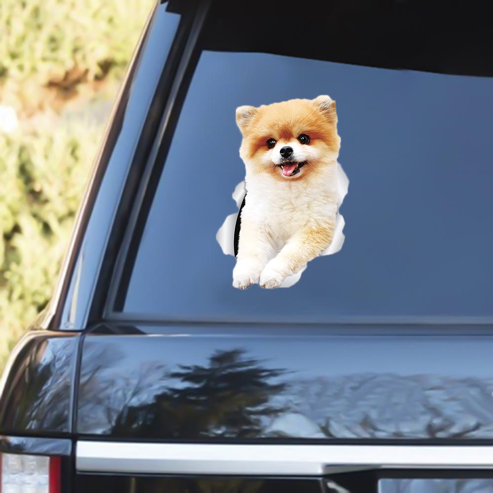 Pomeranian 2 Out Of The Window Decal