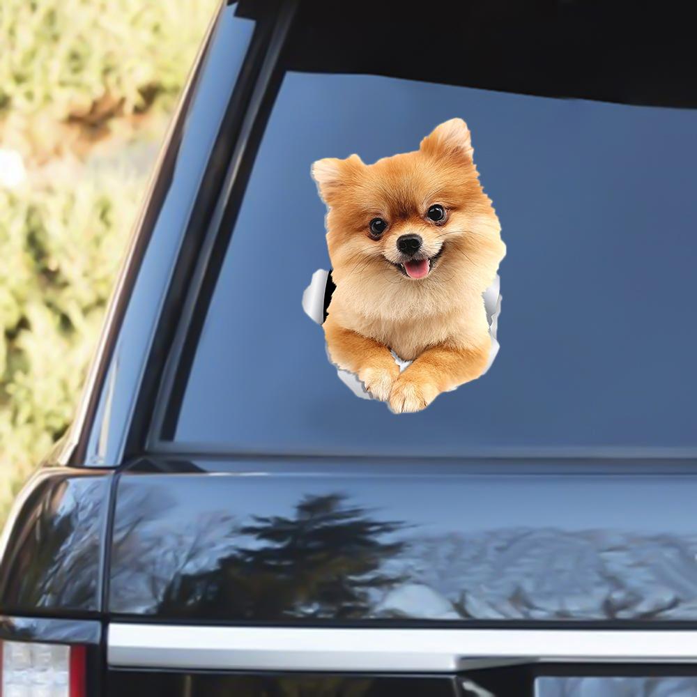 Pomeranian Out Of The Window Decal