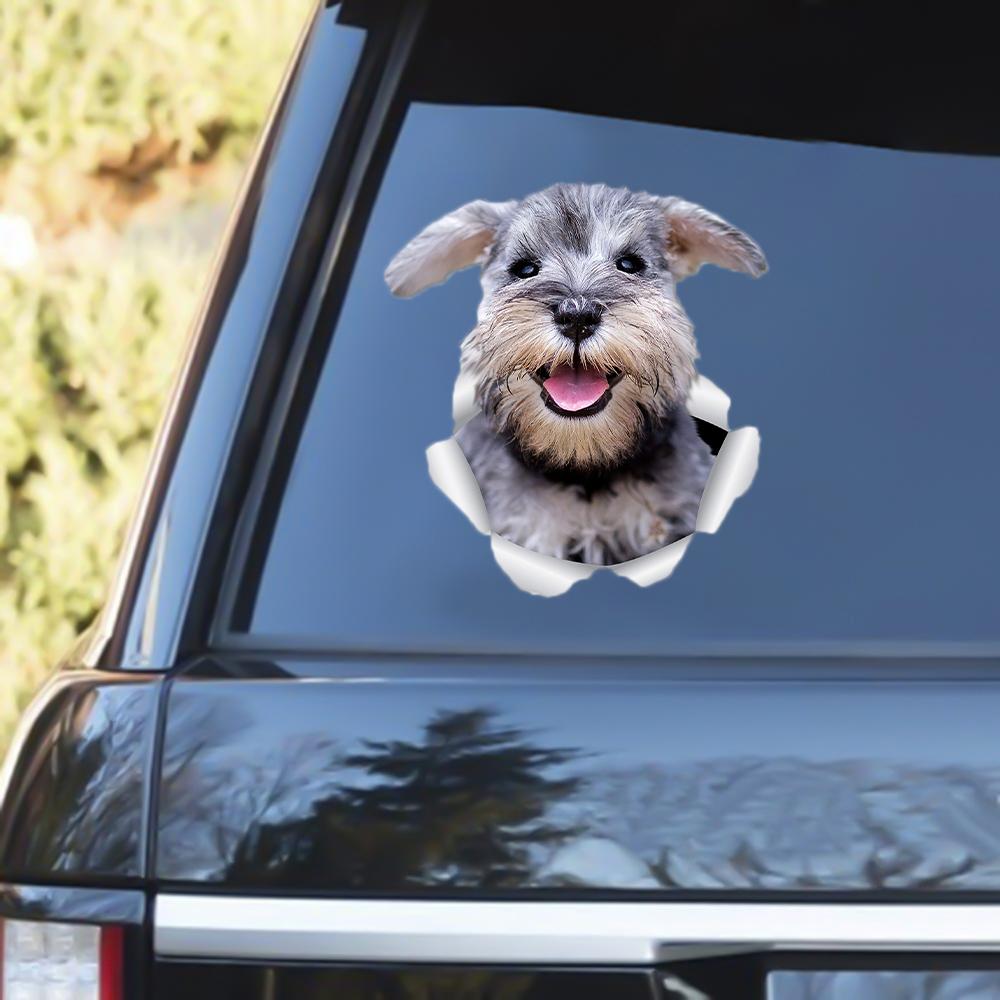 Schnauzer Out Of The Window Decal