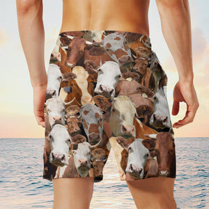 Simmental Herd Shorts