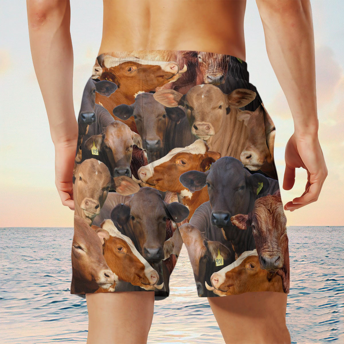 beefmaster  Herd Shorts
