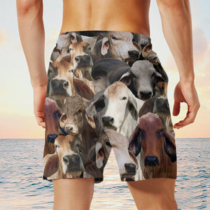 brahman  Herd Shorts