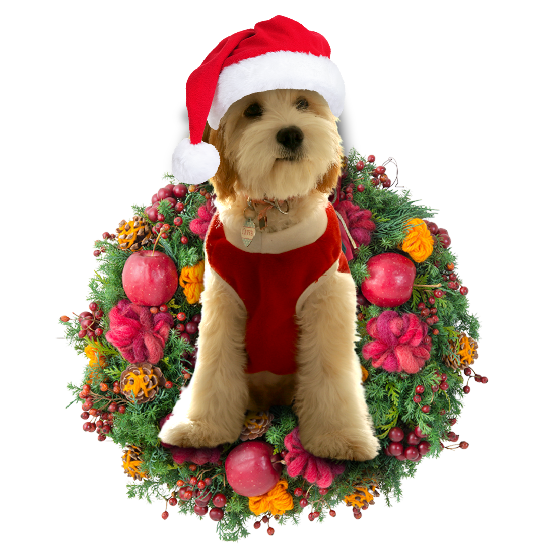 Cavadoodle Christmas Ornament