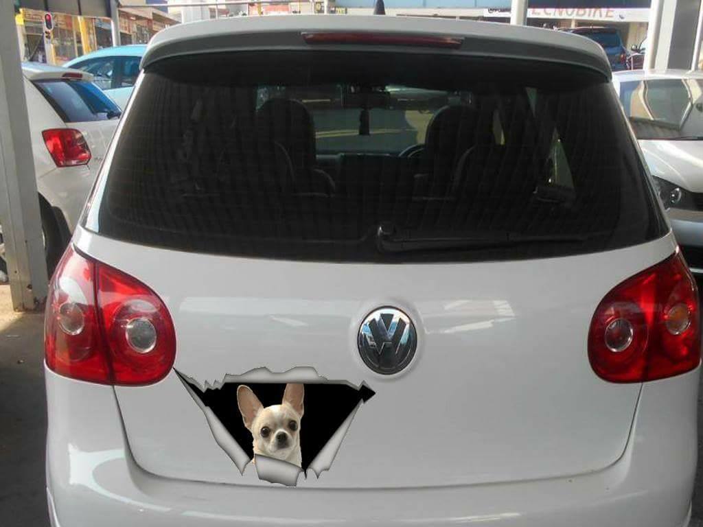 Chihuahua Torn Sticker